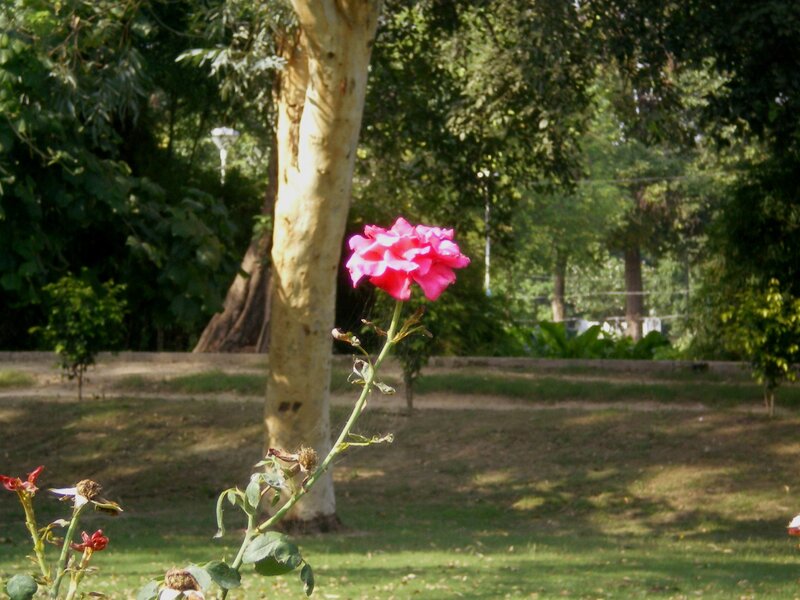 Pink Rose in Park