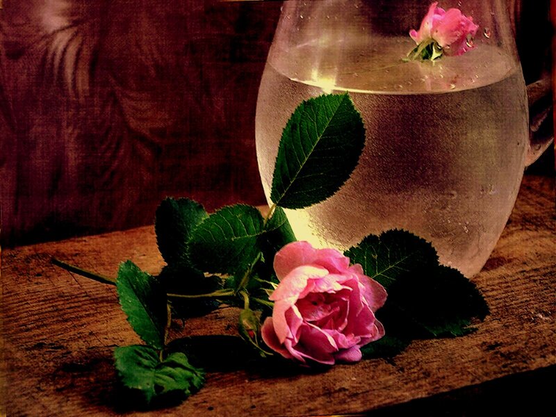 Pink Rose in Pitcher