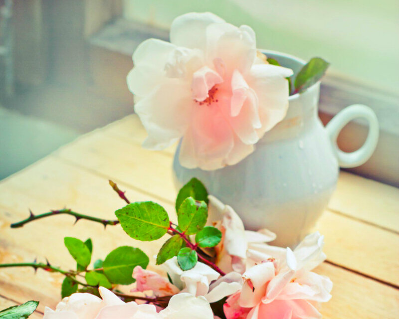 Pink Rose in Pitcher — White, Serene