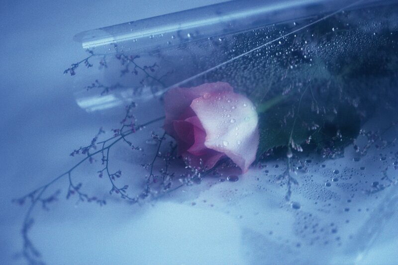 Pink Rose in Plastic