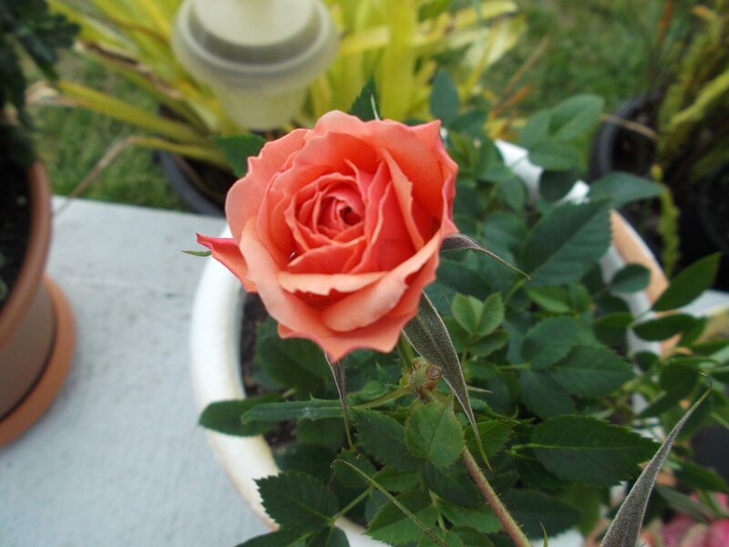 Pink Rose in Pot — Calm
