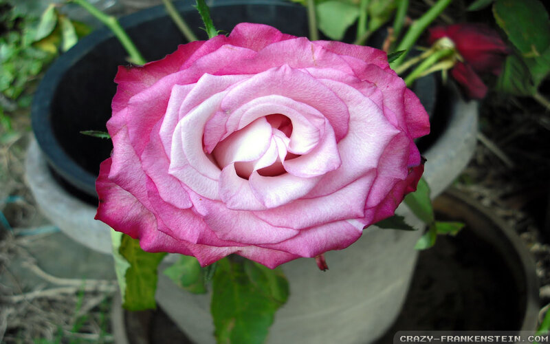 Pink Rose in Pot