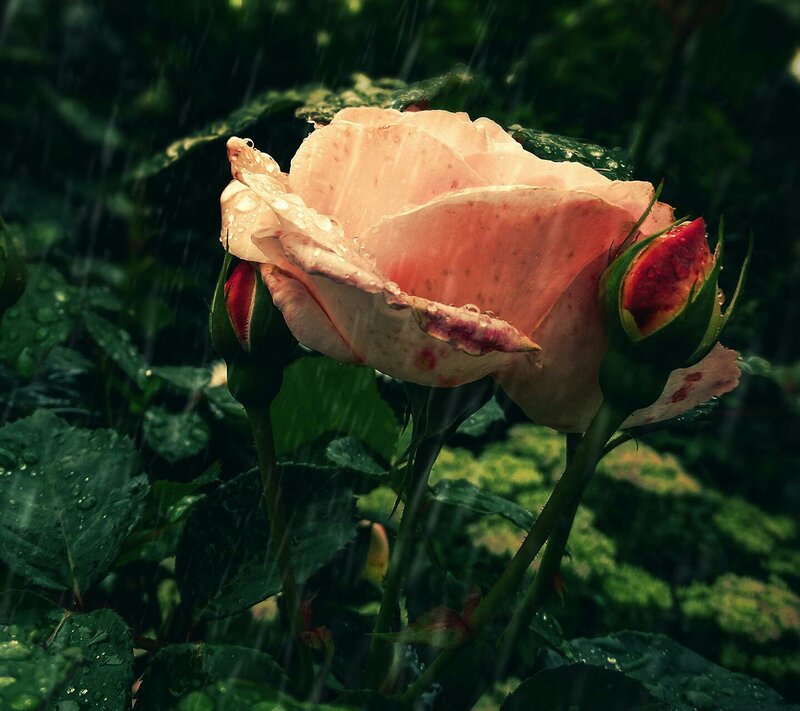 Pink Rose in Rain — Green, Dramatic, Night
