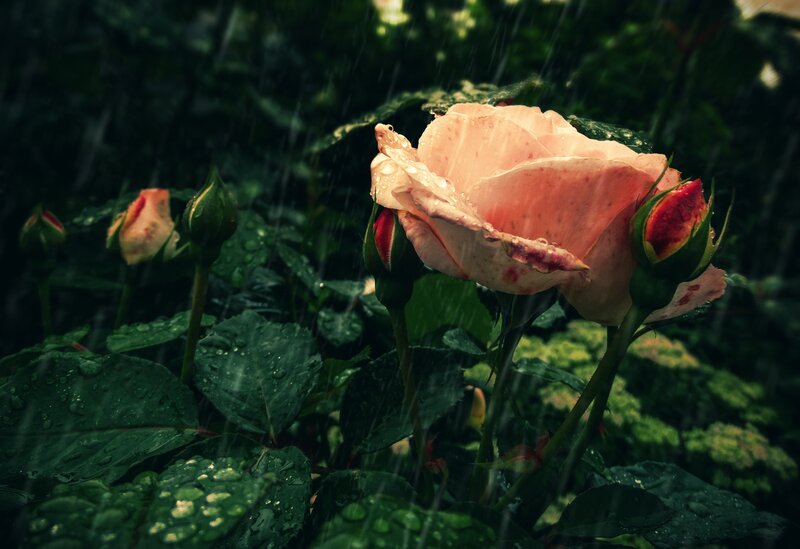 Pink Rose in Rain — Green