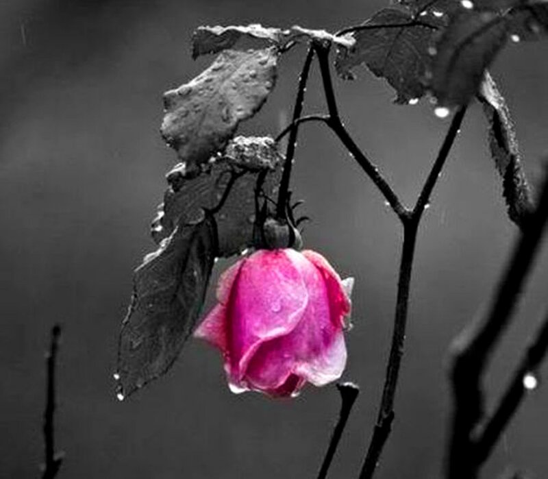 Pink Rose in Rain — Melancholic