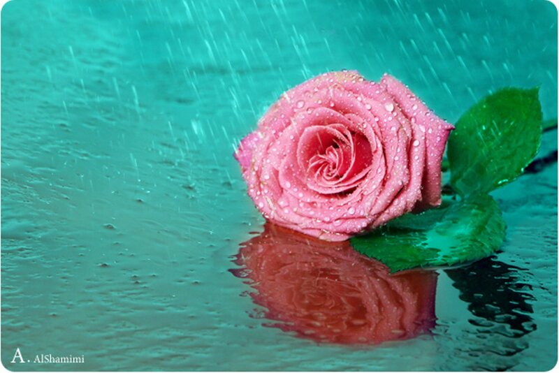 Pink Rose in Rain — Serene, Photograph