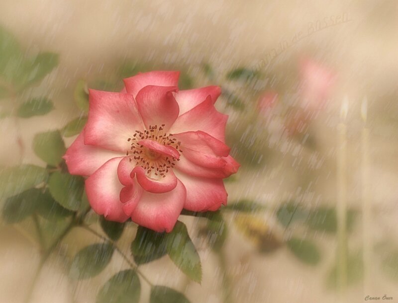 Pink Rose in Rain — Serene