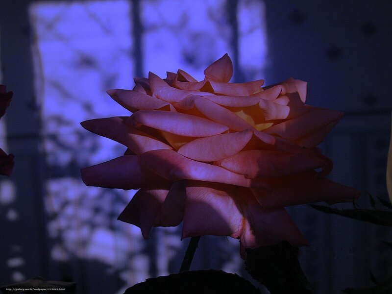 Pink Rose in Shadow