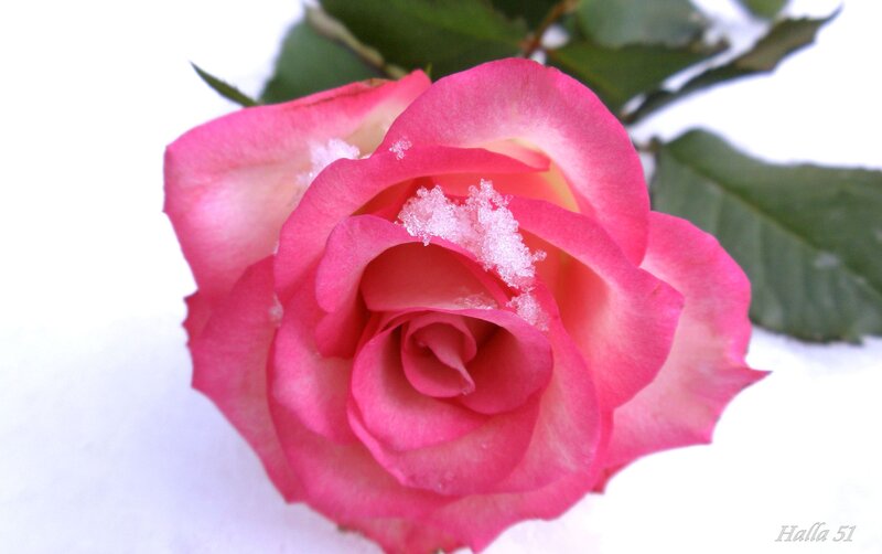 Pink Rose in Snow — Calm