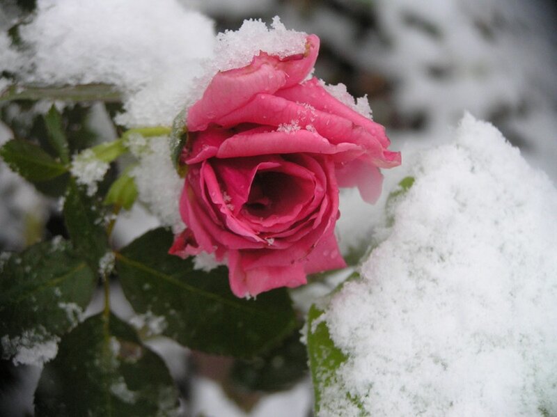 Pink Rose in Snow — Calm, Winter, Photograph