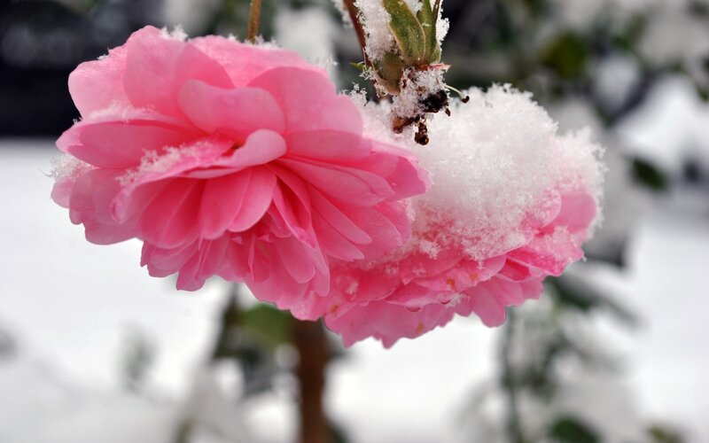 Pink Rose in Snow — Calm, Winter