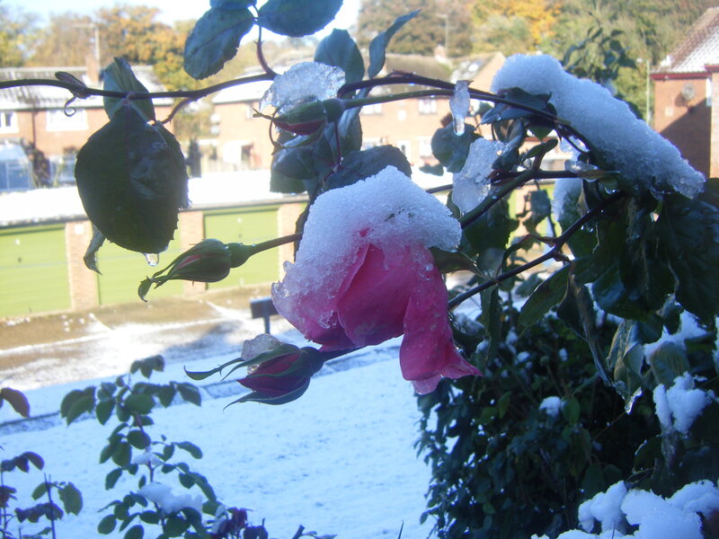 Pink Rose in Snow — Cold