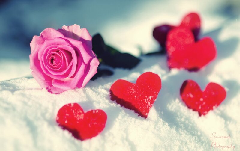 Pink Rose in Snow — Romantic