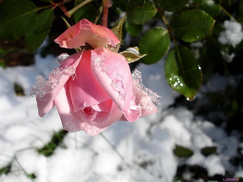 Pink Rose in Snow — Serene