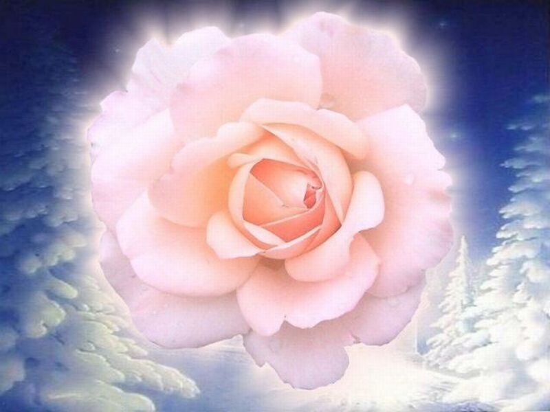Pink Rose in Snow — Serene, Winter, Digital Art