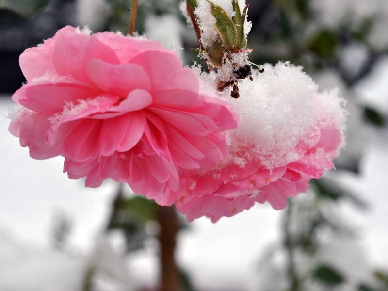 Pink Rose in Snow — Serene, Winter, Photograph, Flower, Bud