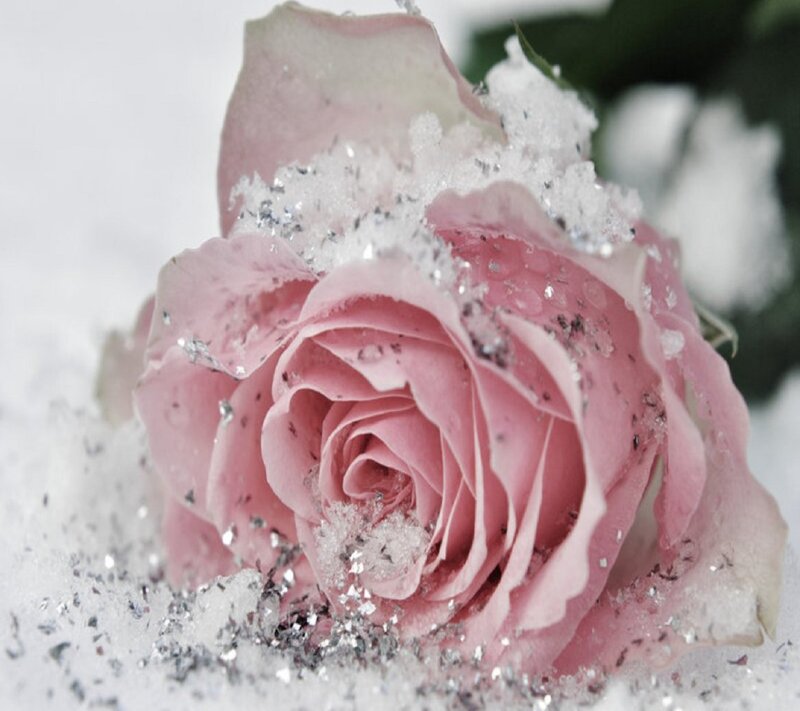 Pink Rose in Snow — Serene, Winter, Photograph, Glitter, Green Leaf