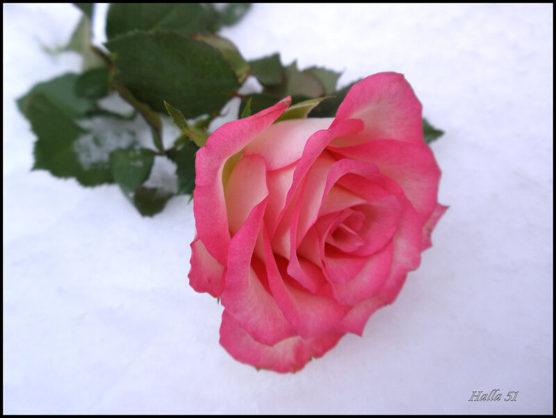 Pink Rose in Snow — Serene, Winter, Photograph, Leaves