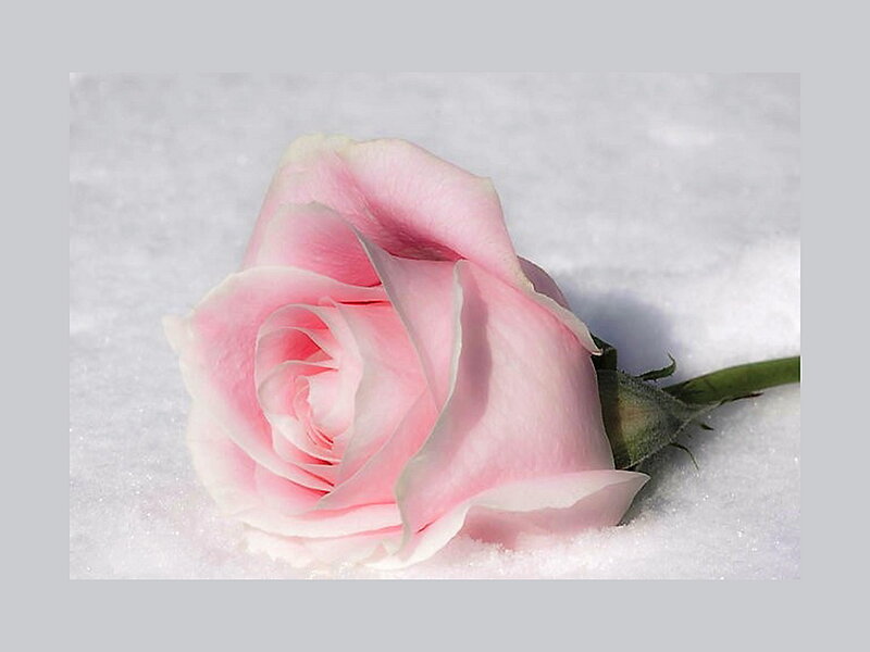 Pink Rose in Snow — Serene, Winter, Photograph, Stem
