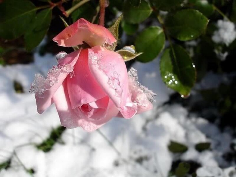 Pink Rose in Snow — Serene, Winter, Photograph