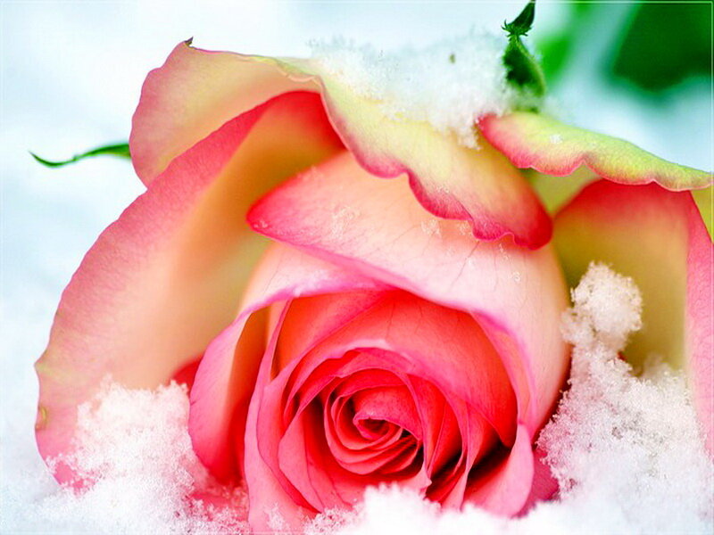 Pink Rose in Snow — Serene, Winter