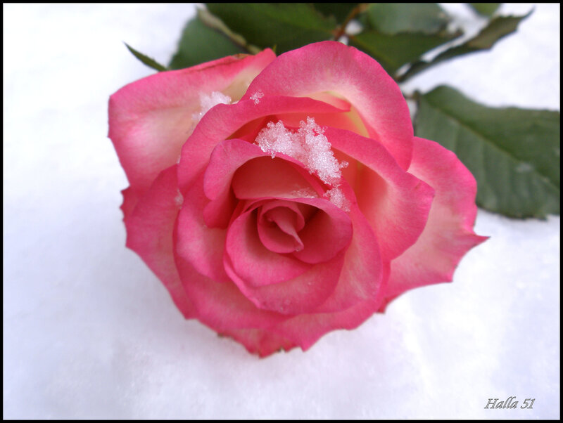 Pink Rose in Snow