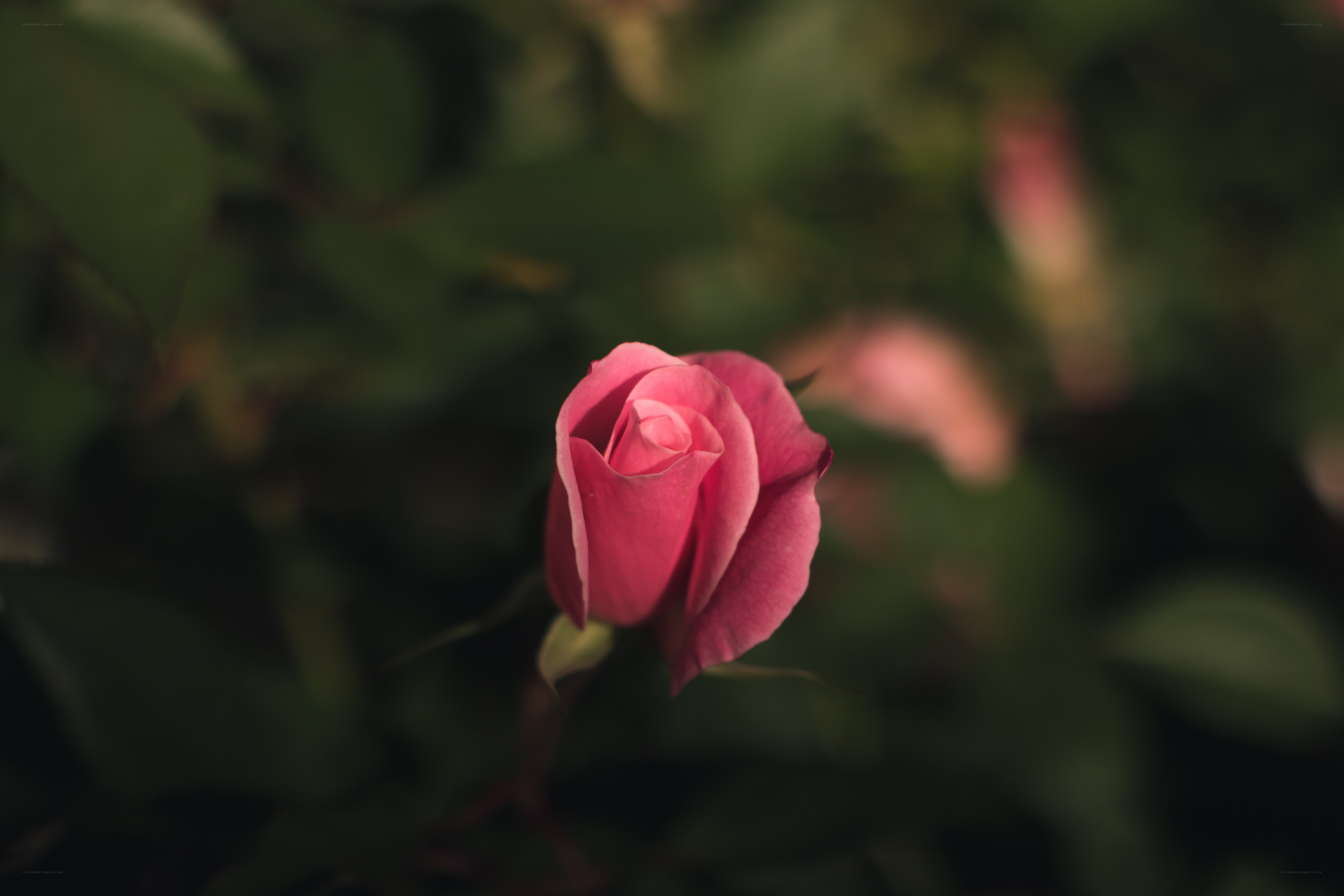 Pink rose in soft focus
