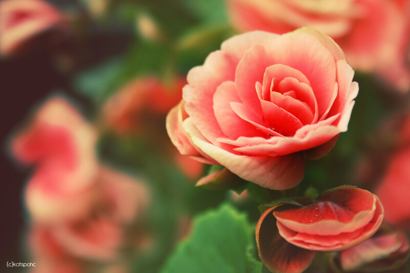 Pink rose in soft focus