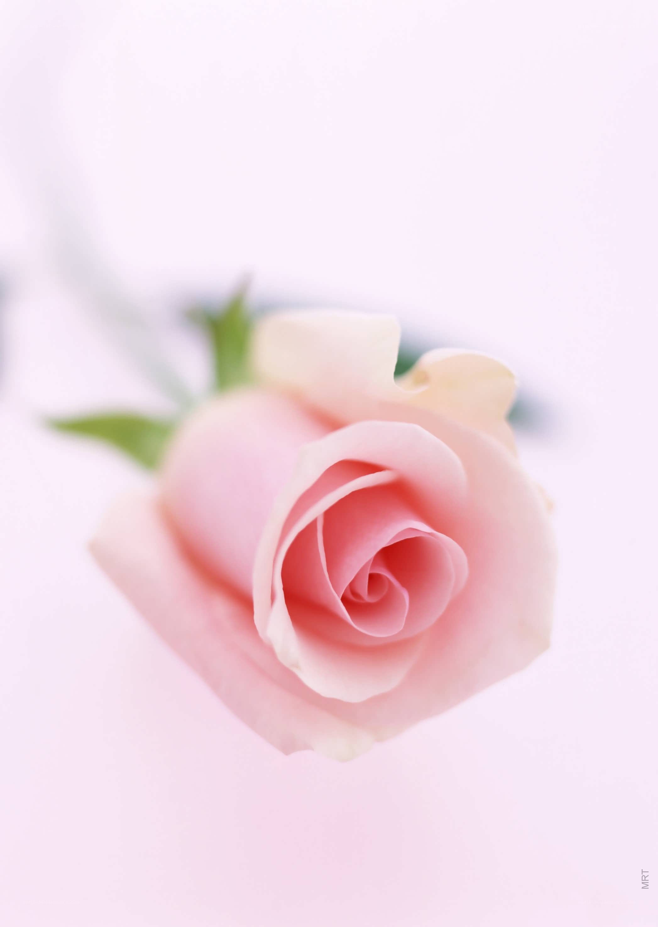 Pink rose in soft focus