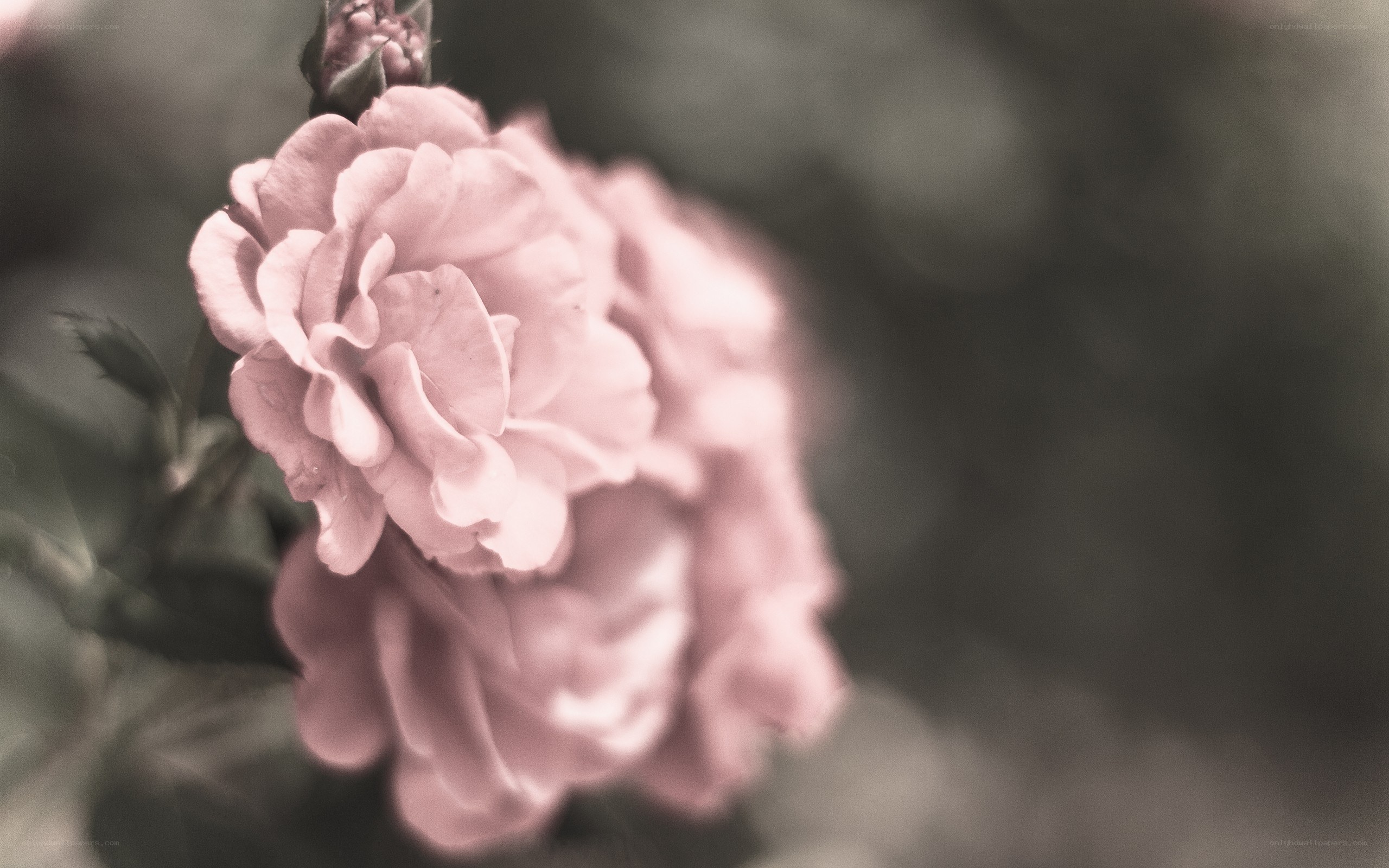 Pink rose in soft focus