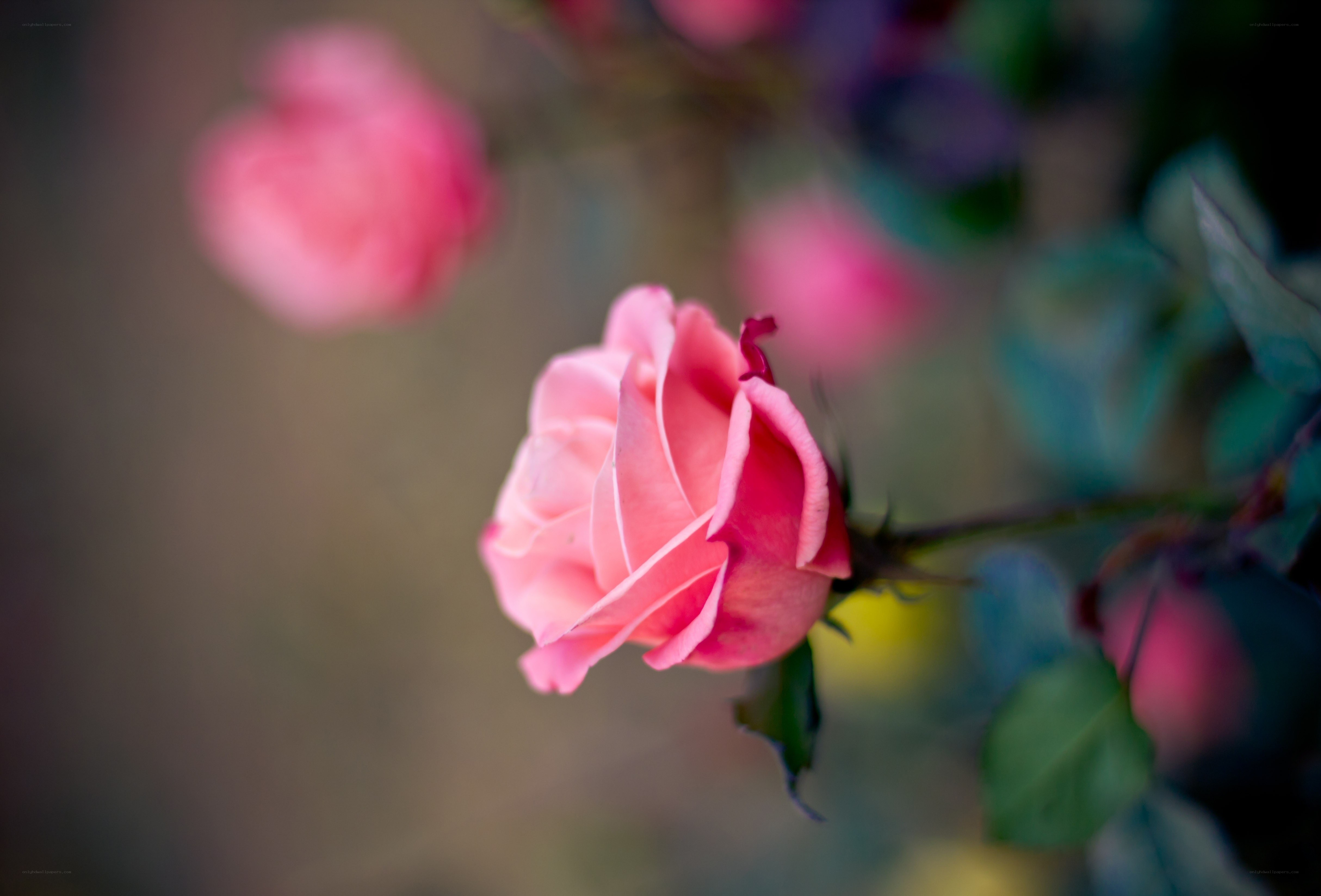 Pink rose in soft focus