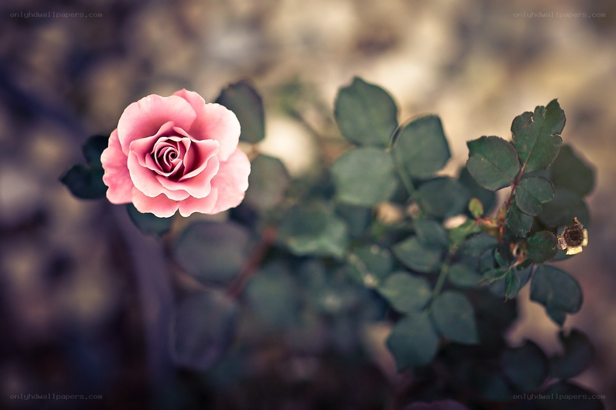 Pink rose in soft focus