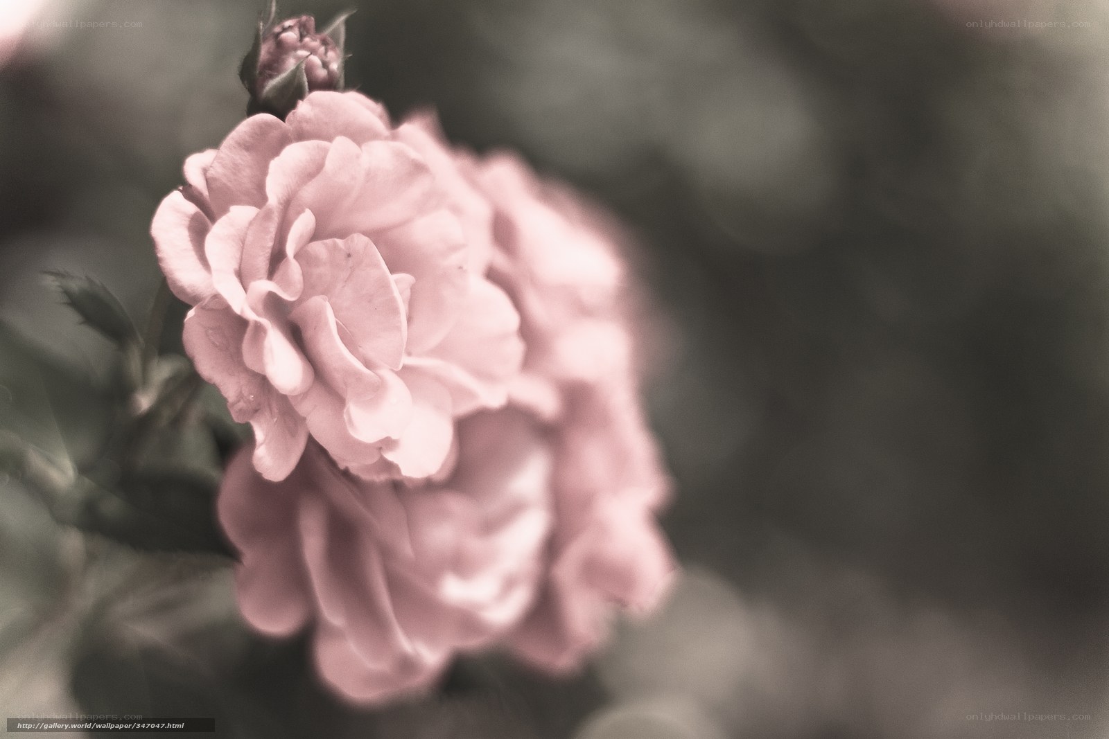 Pink rose in soft focus