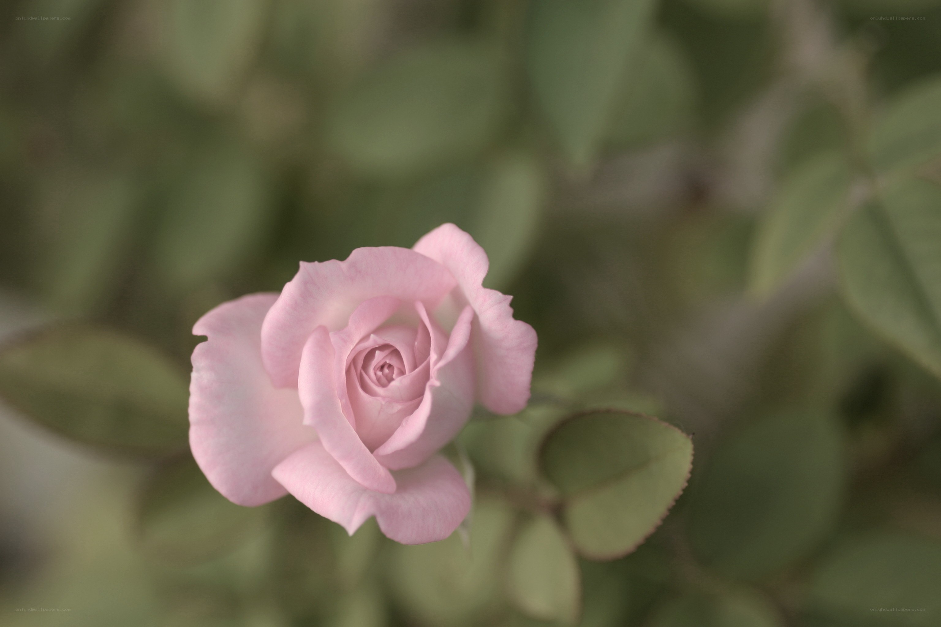 Pink rose in soft focus