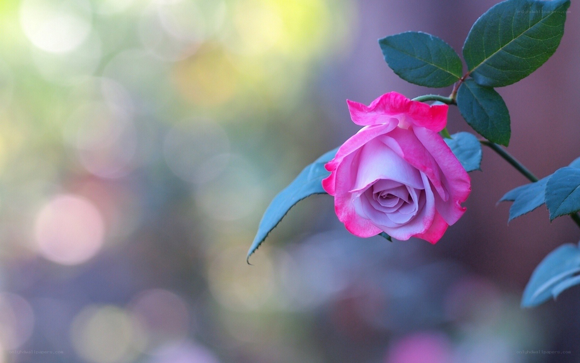 Pink rose in soft focus