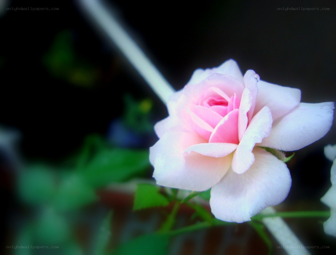 Pink rose in soft focus