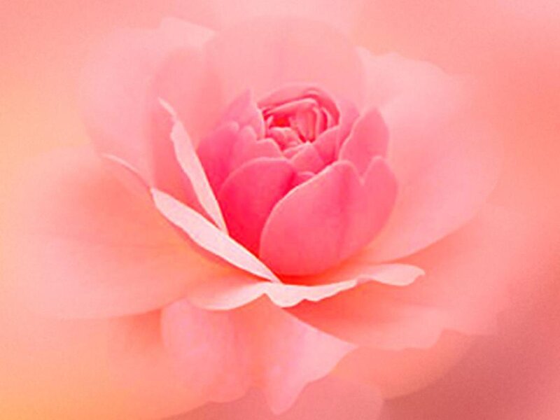 Pink rose in soft focus