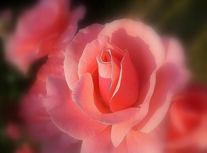 Pink rose in soft focus
