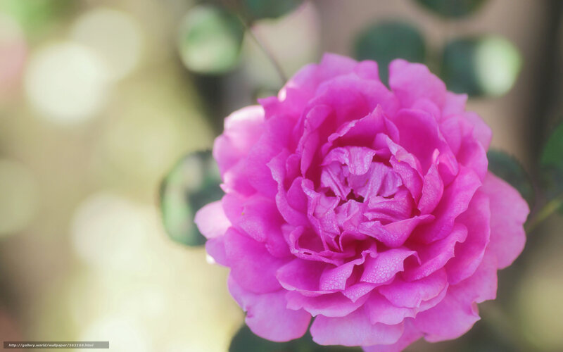 Pink rose in soft focus