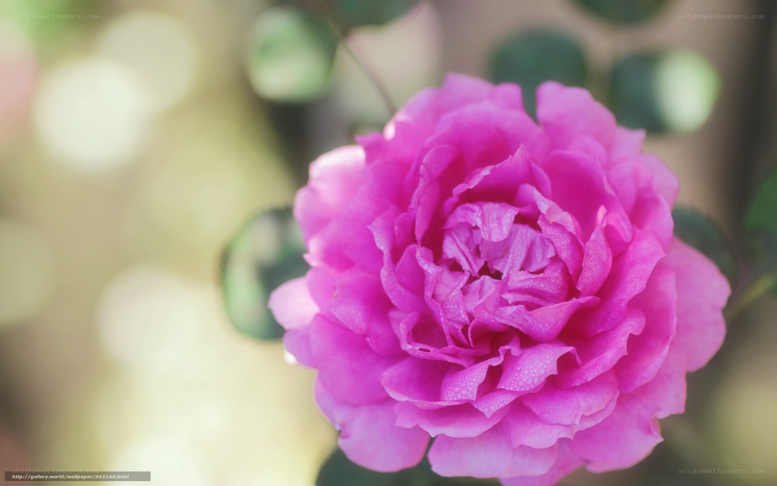 Pink rose in soft focus