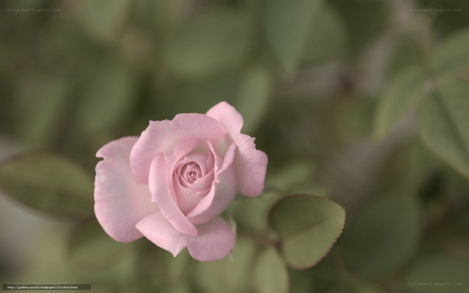 pink rose in soft focus