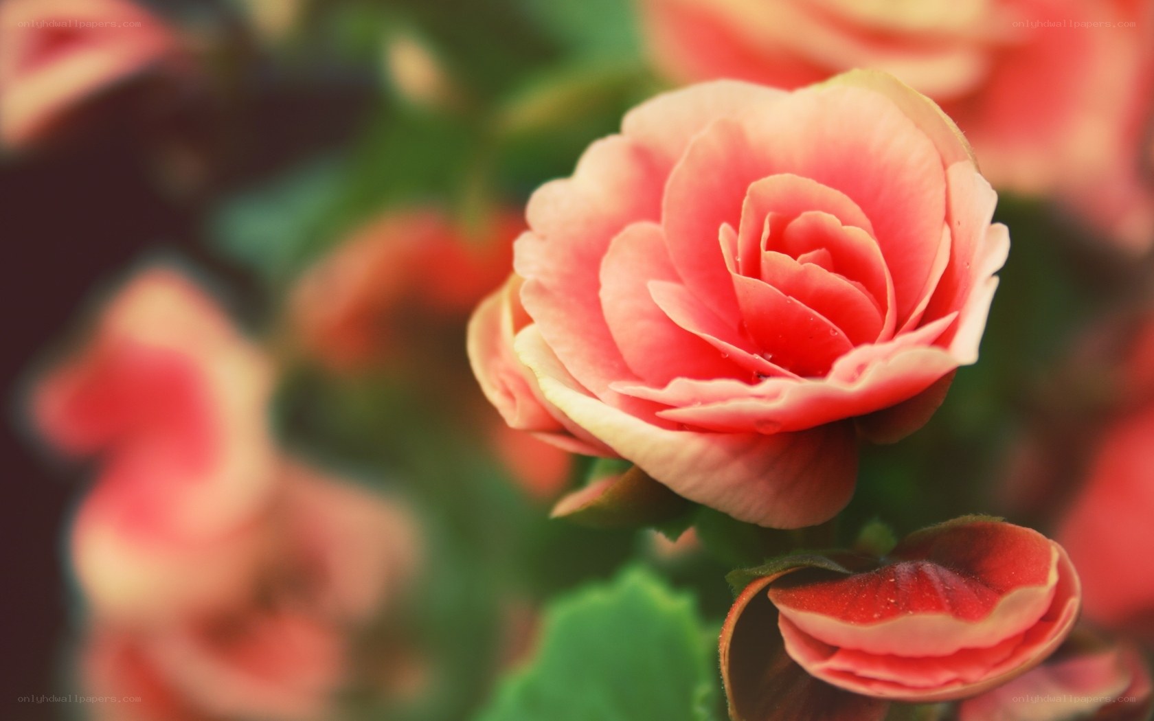Pink rose in soft focus