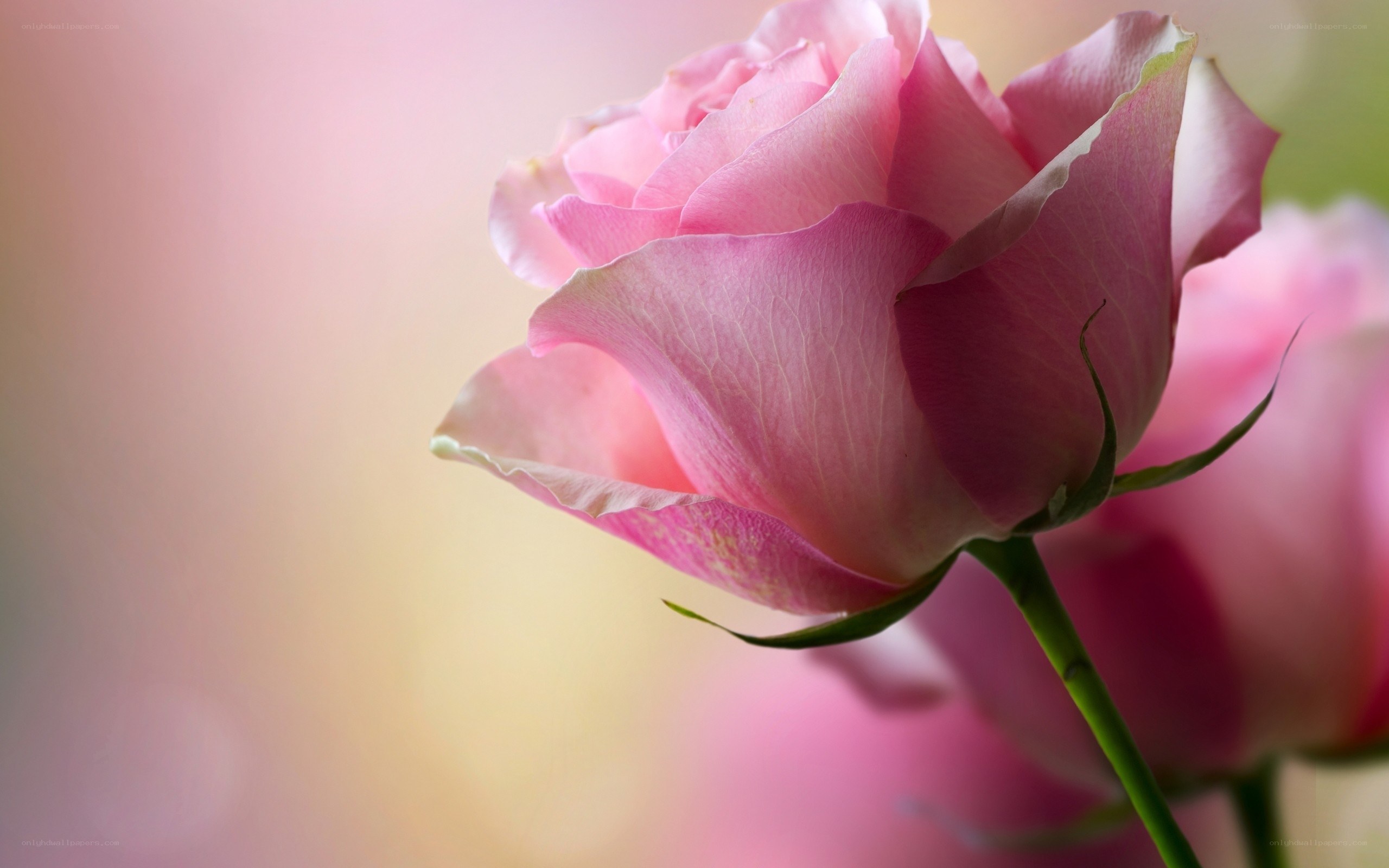 Pink rose in soft focus