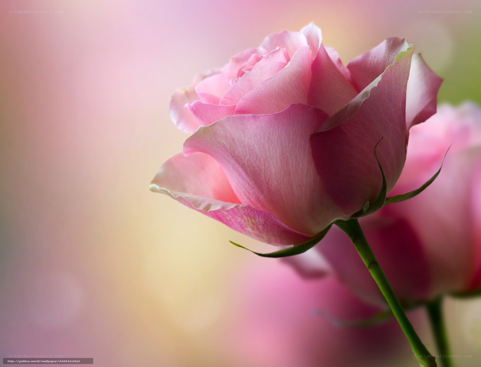 Pink rose in soft focus