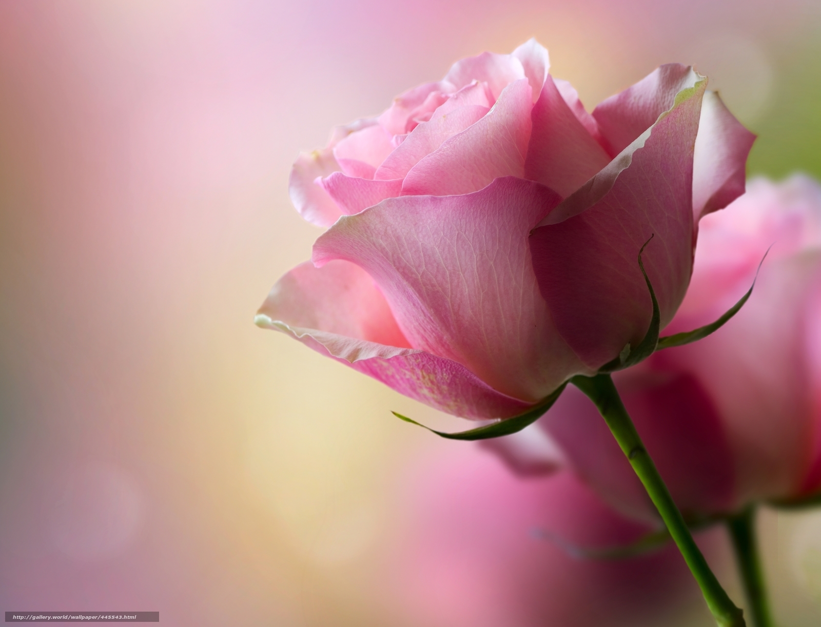 Pink rose in soft focus