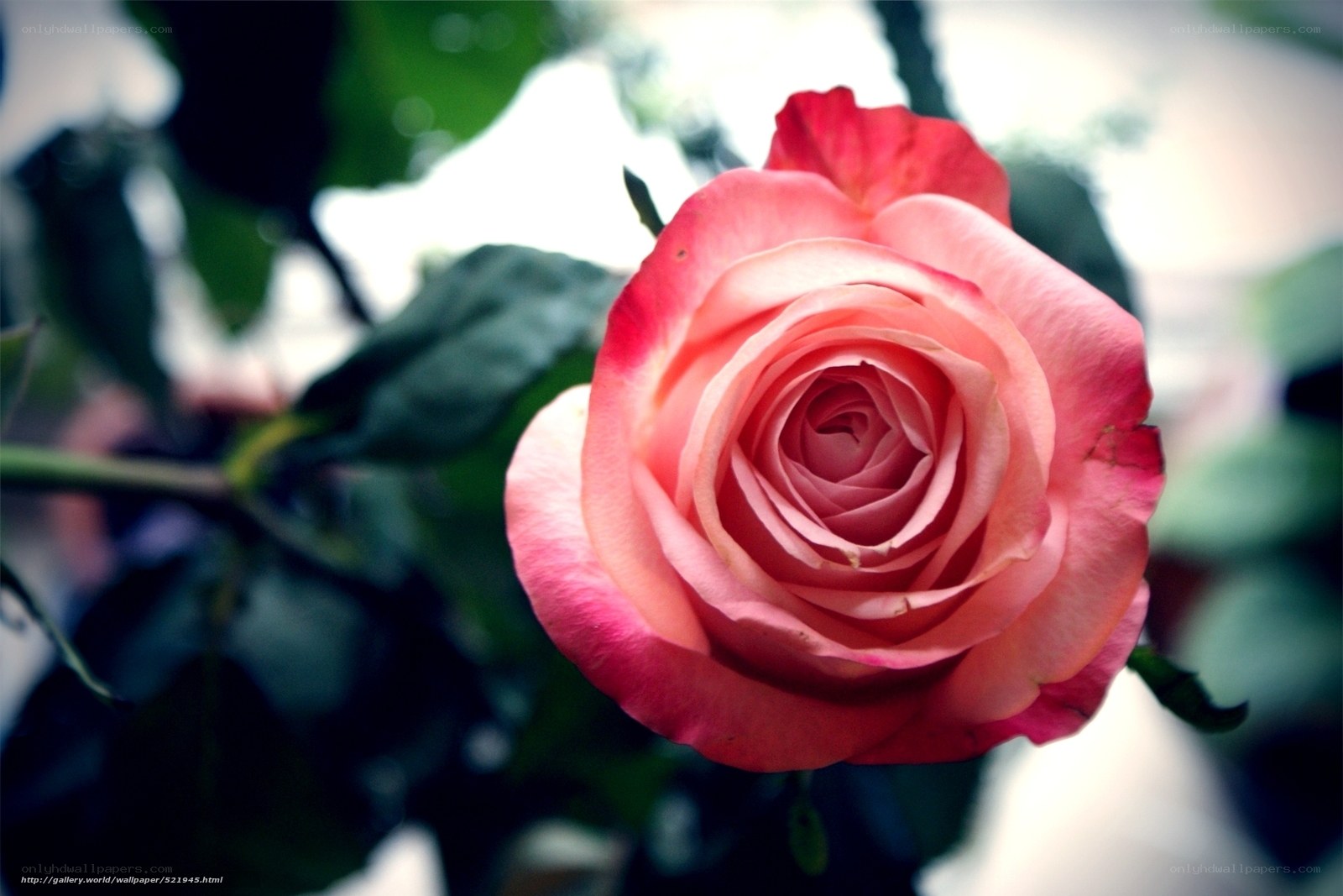 Pink rose in soft focus