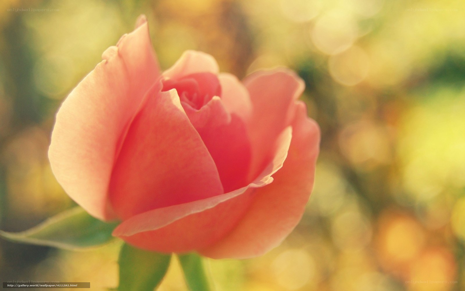 Pink rose in soft light