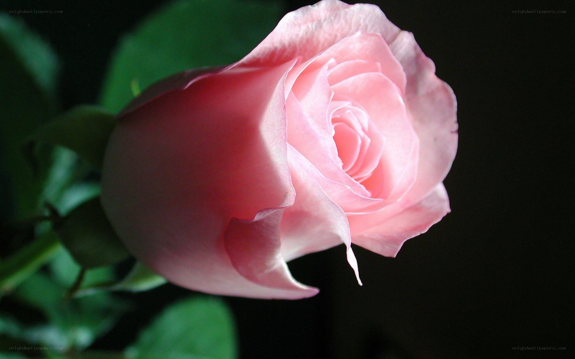 pink rose in soft light