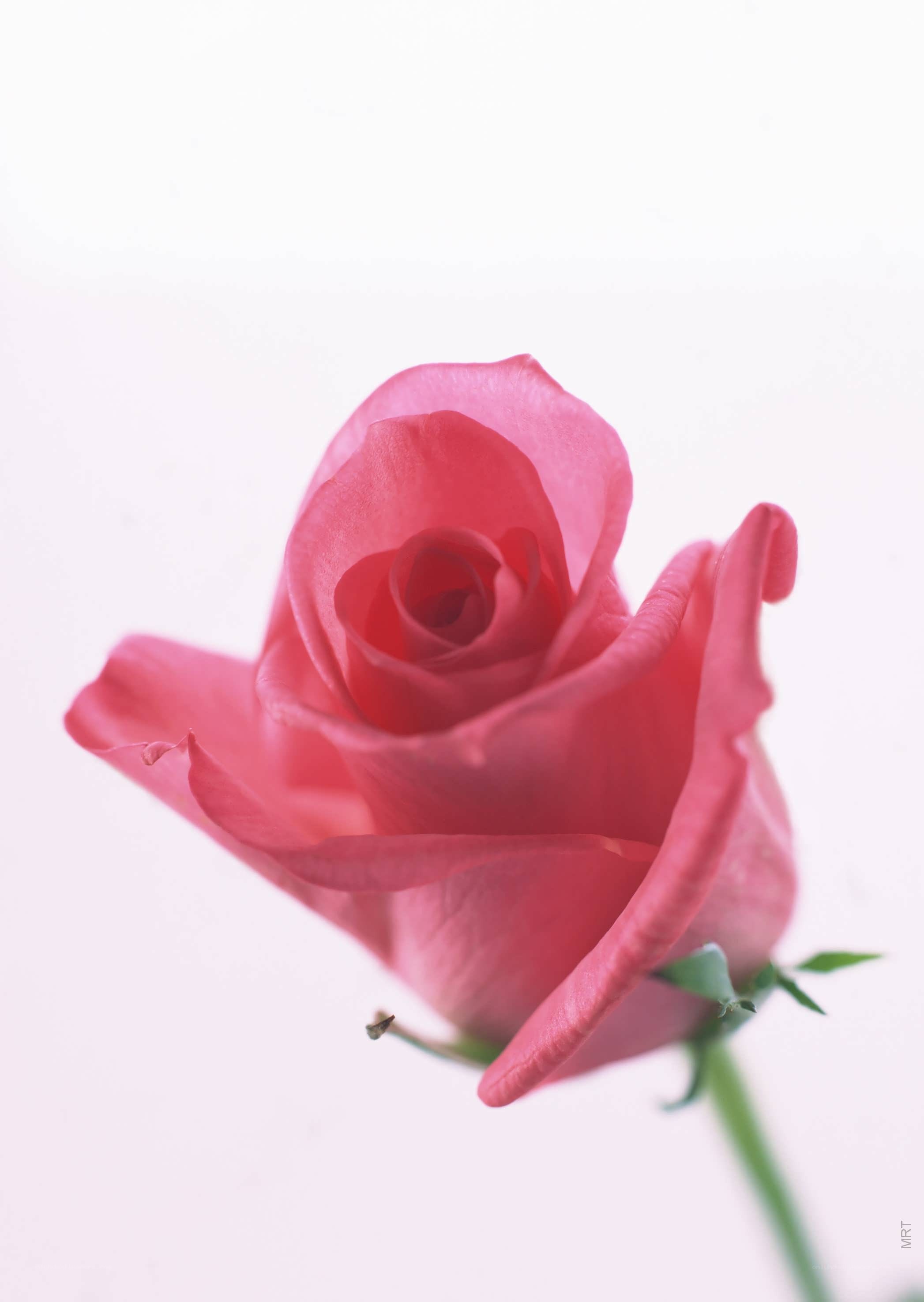 Pink rose in soft light
