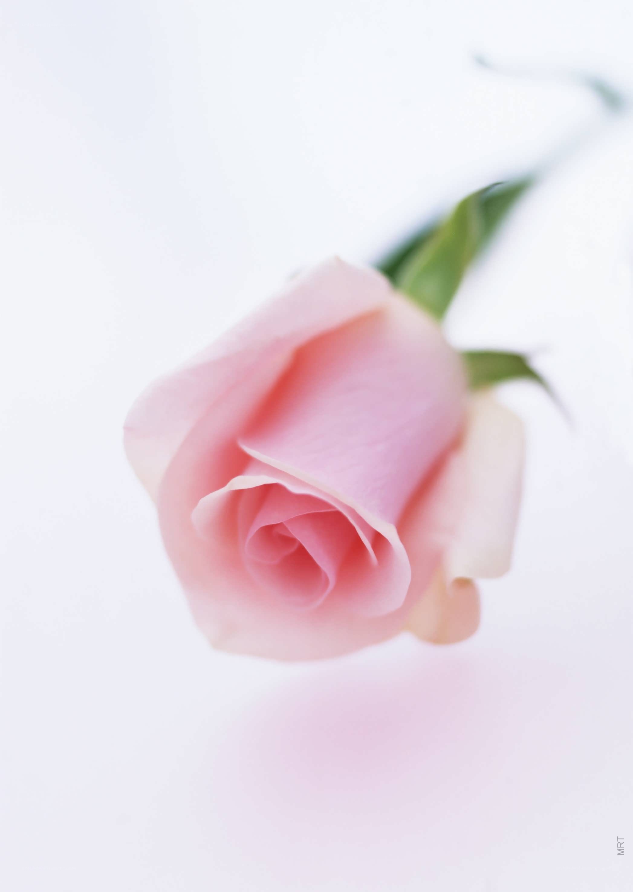 Pink rose in soft light